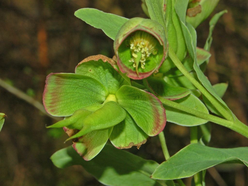 Helleborus foetidus